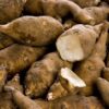 topinambur-pflanzknolle-gute-gelbe-bio-kg-weitere-ansicht